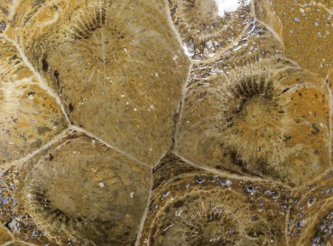 Polished Fossil Coral (Actinocyathus) - Morocco #100583